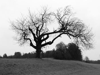 Bare tree on landscape against sky