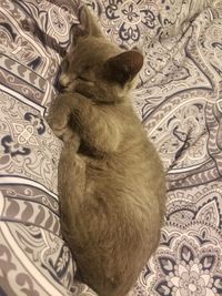 Close-up of cat on bed