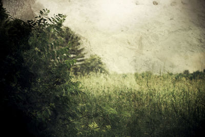 Close-up of grass on field