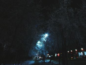 Illuminated trees at night