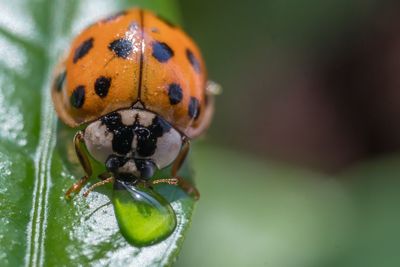 Close-up of ladybug on leaf