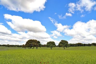 Trees on field against sky