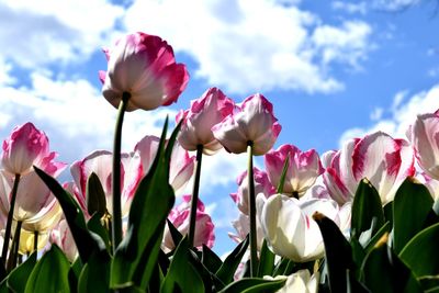 Close-up of pink flowering plants against sky