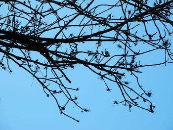 Low angle view of tree against clear sky