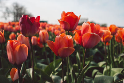 Close-up of red tulips