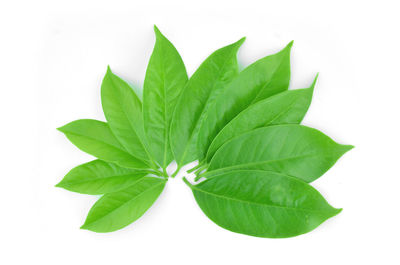 Close-up of green leaves against white background