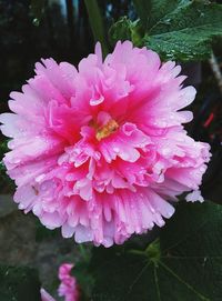 Close-up of pink flower blooming outdoors