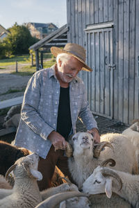Senior man stroking sheep at farm