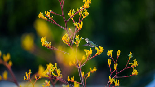 Close-up of plant against blurred background