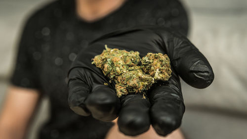 Midsection of man holding cannabis plant