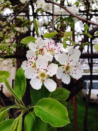 Close-up of white flowers blooming on tree