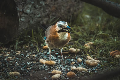 Close-up of a bird perching on a field