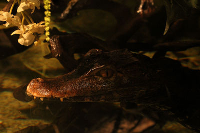 Small caiman in water