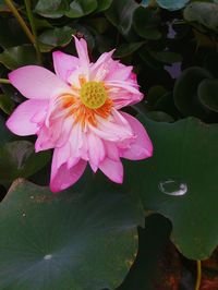 Close-up of pink lotus water lily