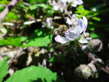 Close-up of bee on flower