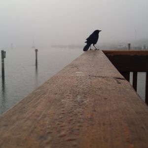 Birds on pier