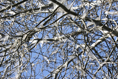 Low angle view of frozen bare tree against sky