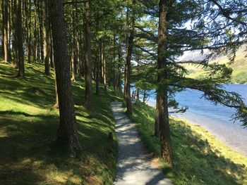 Dirt road amidst trees in forest