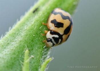 Close-up of insect on leaf