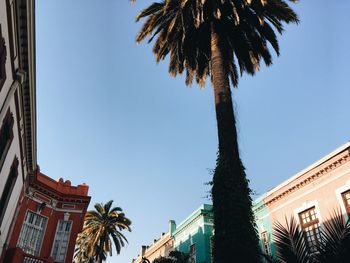 Low angle view of palm trees against clear sky