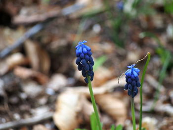 Close-up of purple flower