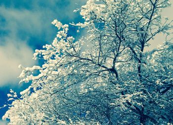 Low angle view of trees against sky