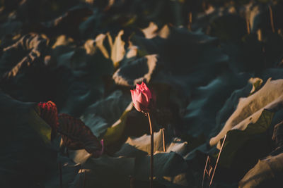 High angle view of flowering plants growing on rock during sunset