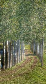 Road passing through forest