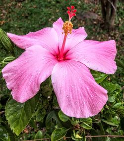 Close-up of pink flowers