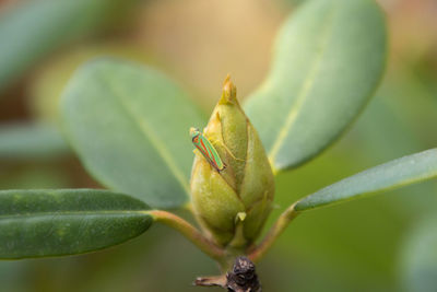 Close-up of insect on plant