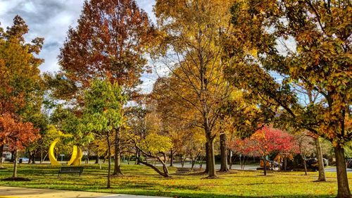 Trees in park during autumn