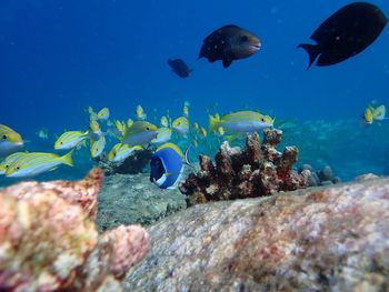 Fish swimming in sea