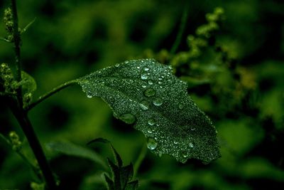 Close-up of water drops on leaf