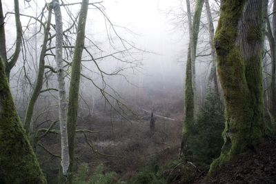 Trees in foggy weather