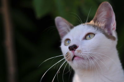 Close-up portrait of a cat looking away