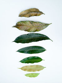 Close-up of leaves against white background