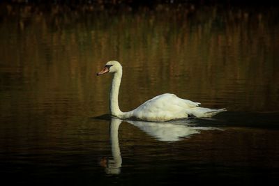 Swan swimming in lake