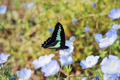 Close-up of butterfly on flower