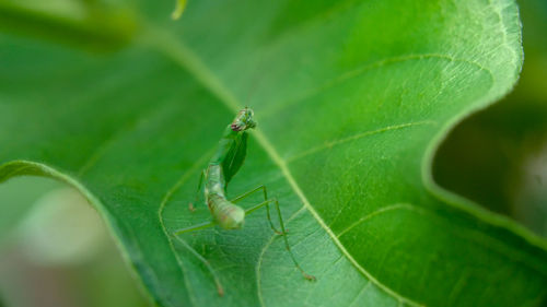 Close-up of insect on leaf