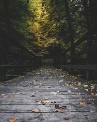 Fallen leaves on road in forest during autumn