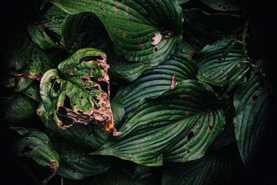 High angle view of vegetables on plant