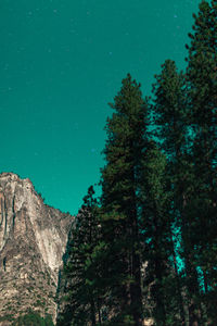 Low angle view of trees against clear sky