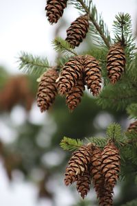 Close-up of pine cones on plant