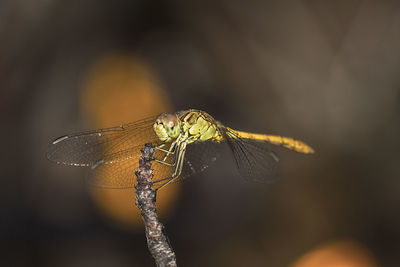 Close-up of damselfly on leaf