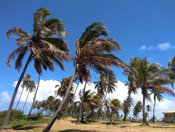 Low angle view of palm trees against clear blue sky