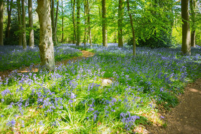 View of flowering trees in forest