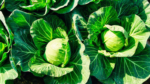 Green cabbages plants in line grow on field. view of cultivated cabbage growing in garden.