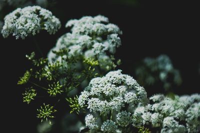 Close-up of snow on plants