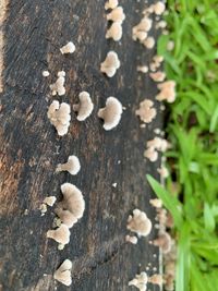 High angle view of mushrooms growing on tree trunk