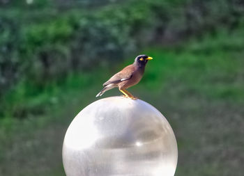 Close-up of bird perching outdoors